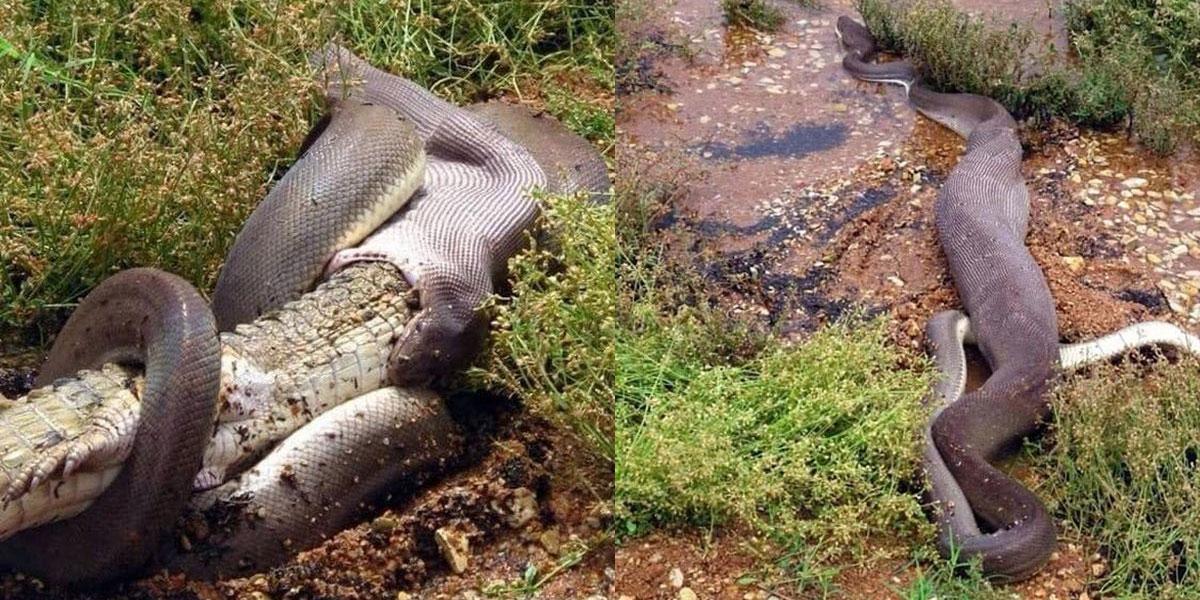 అయ్య బాబోయ్‌..! మొస‌లిని అమాంతం మింగిన ఆలివ్ పైథాన్