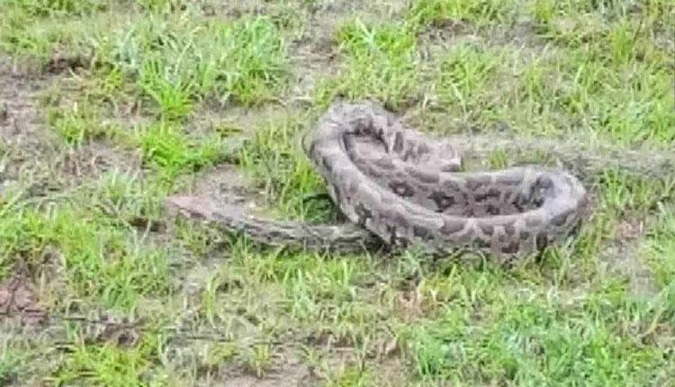 చేప‌ల కోసం వ‌ల వేస్తే కొండచిలువ చిక్కింది..!