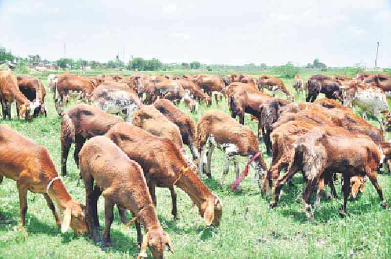 పెరిగిన గొర్రెల మంద మురిసిన ఎలమంద