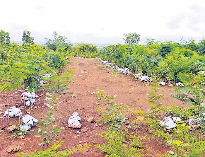 రావులపల్లికి పచ్చందాలు