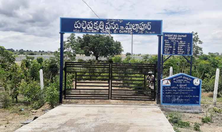 పల్లెకు  ప్రకృతి శోభ