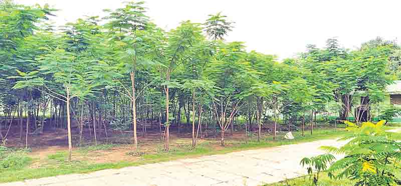 ఉద్యానవనంలా పీహెచ్‌సీ