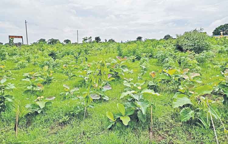 పల్లె పచ్చగా.. ప్రగతి మెండుగా..