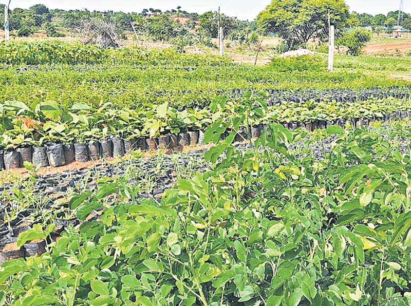 భజ్యనాయక్‌ తండాలో.. భలే అభివృద్ధి