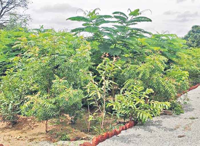 పల్లె ప్రగతితో విశ్వనాథ్‌పూర్‌ అభివృద్ధి