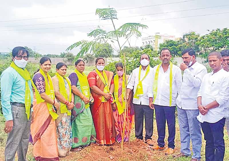 నియోజకవర్గంలో జోరుగా హరితహారం