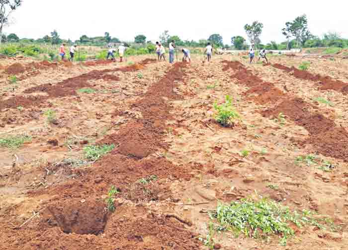 ముక్కొటి వృక్షార్చనకు సిద్ధం