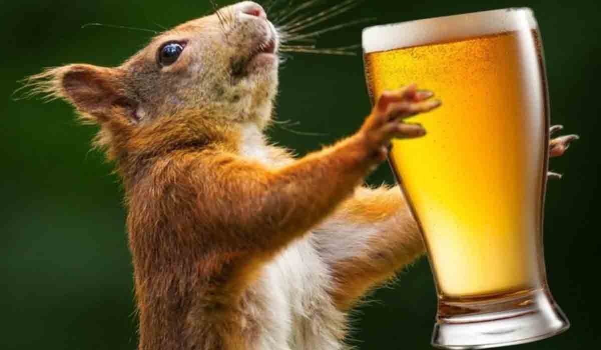 ఎలుకలు 12 బాటిళ్ల మద్యం తాగేశాయ్‌!