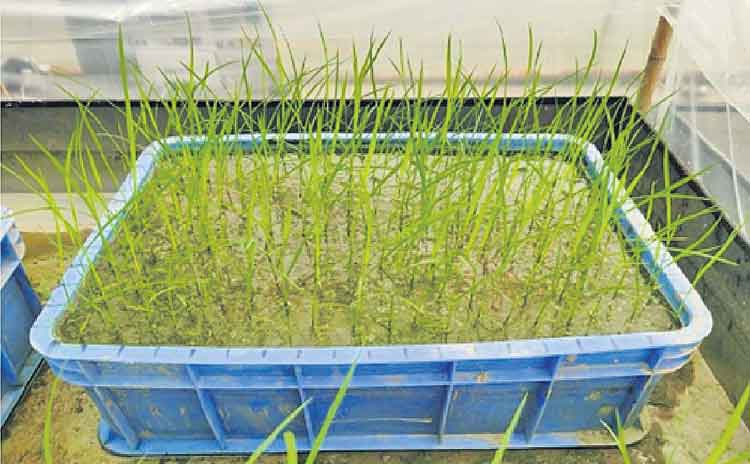 రోదసి నుంచి తెచ్చిన‌ వ‌రి పండిస్తున్న చైనా