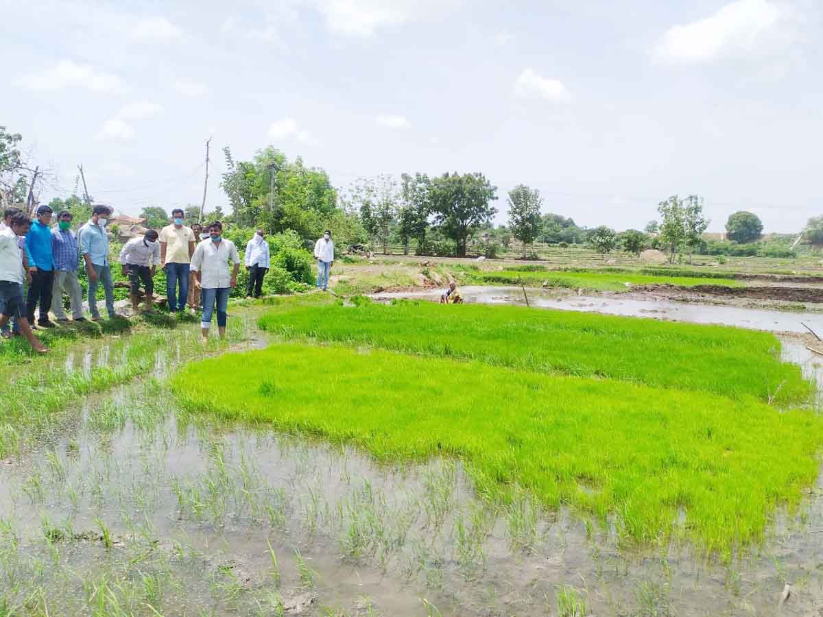 విత్తనోత్పత్తికి శ్రీకారం