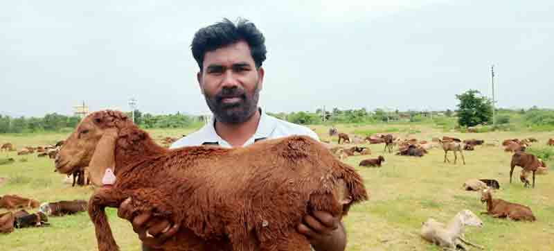 గొర్రెల పంపిణీపైనా అక్కసు