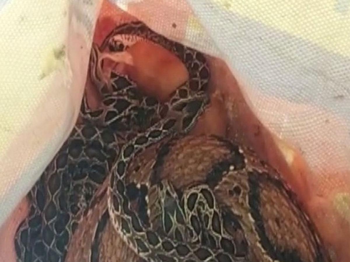 ఏసీలో చుట్టుకుని ప‌డుకున్న కొండ చిలువ..!