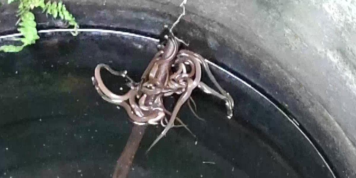 ఓ బావిలో 15 నాగుపాము పిల్ల‌లు..!