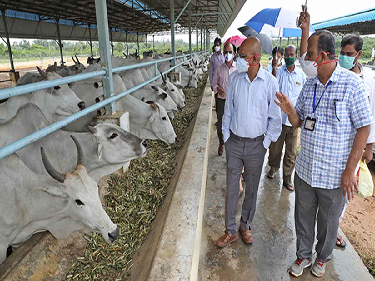 దేశవాళీ ఆవుల పోషణకు టీటీడీ  ప్రత్యేక ఏర్పాట్లు…