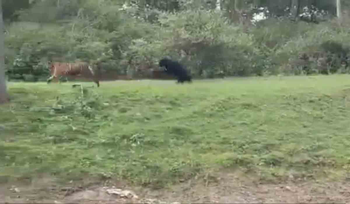 పులిని వెంబ‌డించిన ఎలుగుబంటి.. వీడియో వైర‌ల్