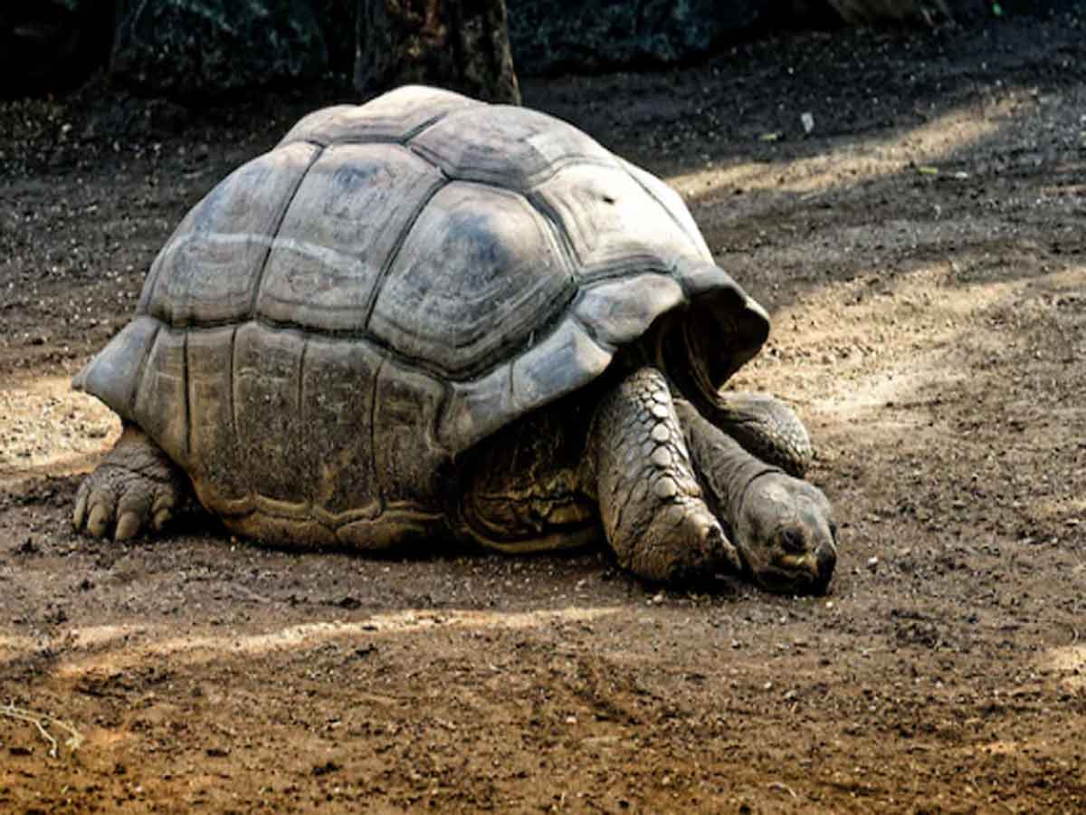 కట్నంగా 21 కాలి వేళ్లున్న తాబేలు కోరిన వ్యక్తిపై కేసు