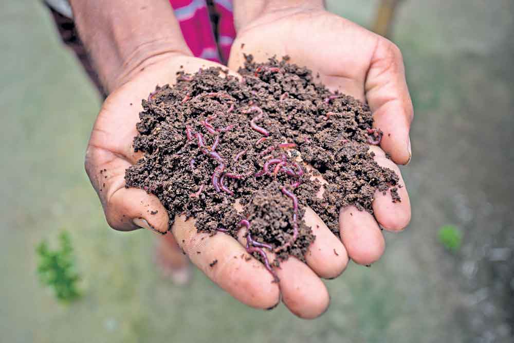 ఉపాధిగానూ.. వర్మీ కంపోస్టు!