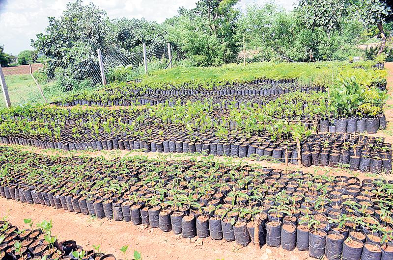 పల్లె, పట్నం పరవశించేలా…