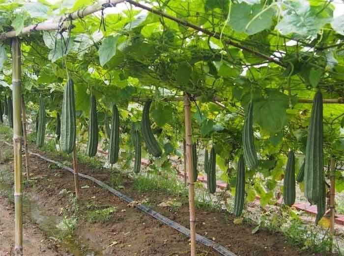 పంట మార్చి.. లాభాలు పండించి..