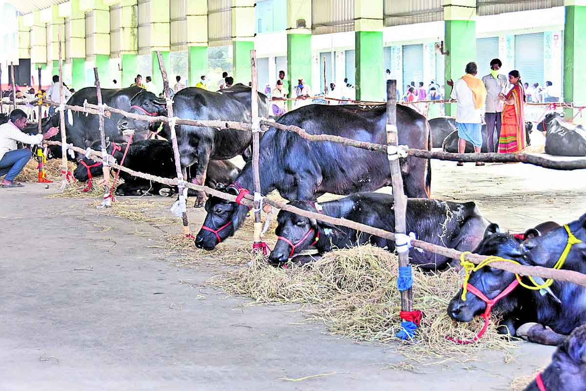 ఎస్సీలకు పాడి గేదెలు