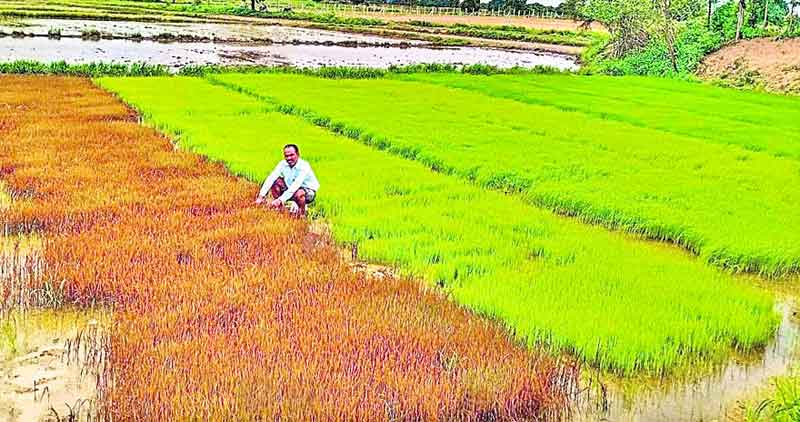 సాగవోయి సరికొత్తగా..
