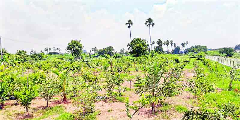 పూలు పూసె… పండ్లు కాసె…