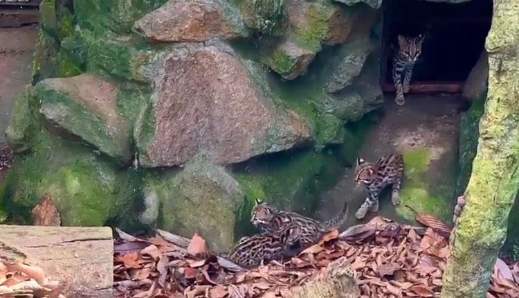 జూలో అడ‌విపిల్లి కూన‌ల సంద‌డి.. వీడియో