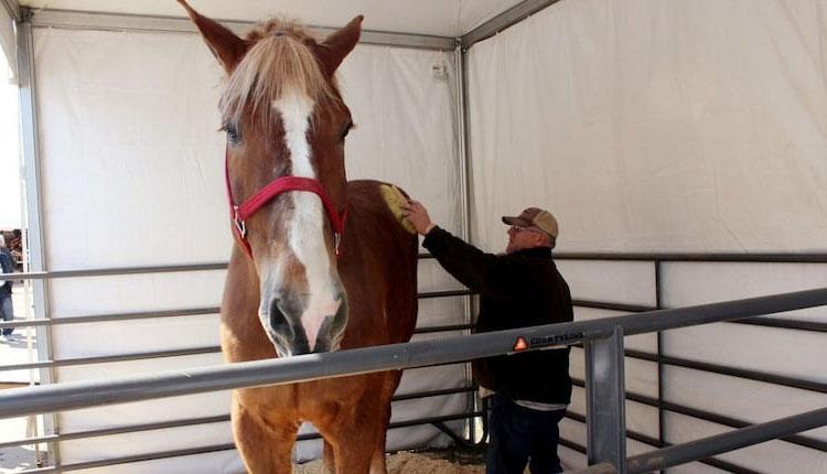 ‘గిన్నిస్‌’కు ఎక్కిన ఆ గుర్రం ఇక‌లేదు..!