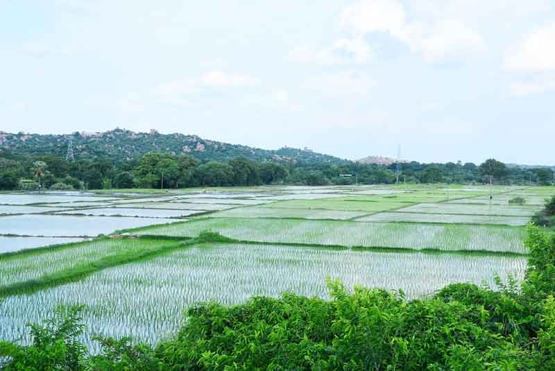 జోరు సాగనీ..