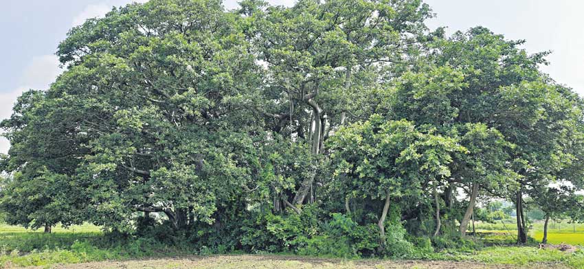 పోచమ్మ మర్రి@400