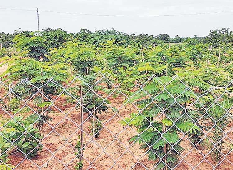 రహీంఖాన్‌పేటకు మహర్దశ