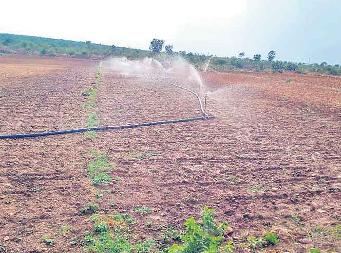 తుంపర సేద్యంతో సిరుల పంట