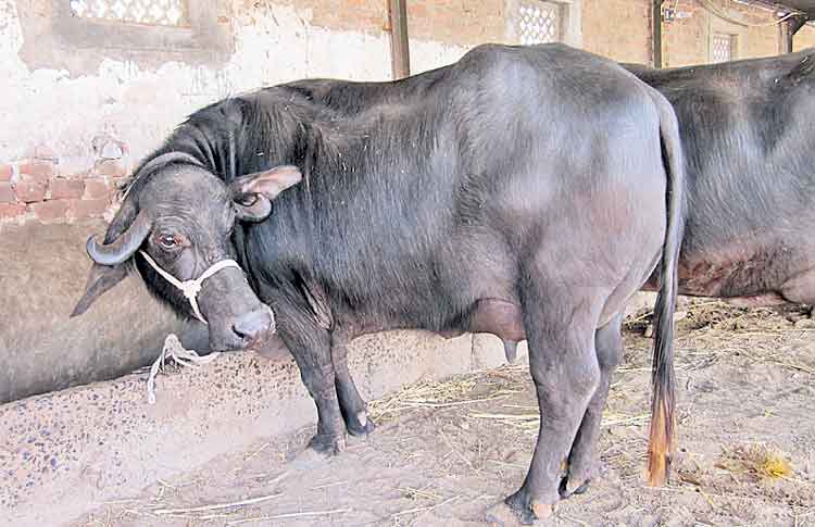 పశువులు భద్రం