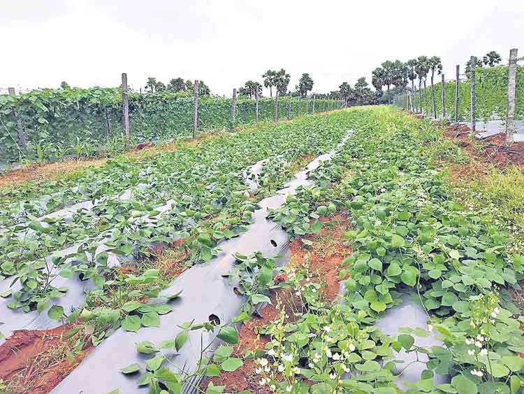 6 ఎకరాలు 6 రకాలు