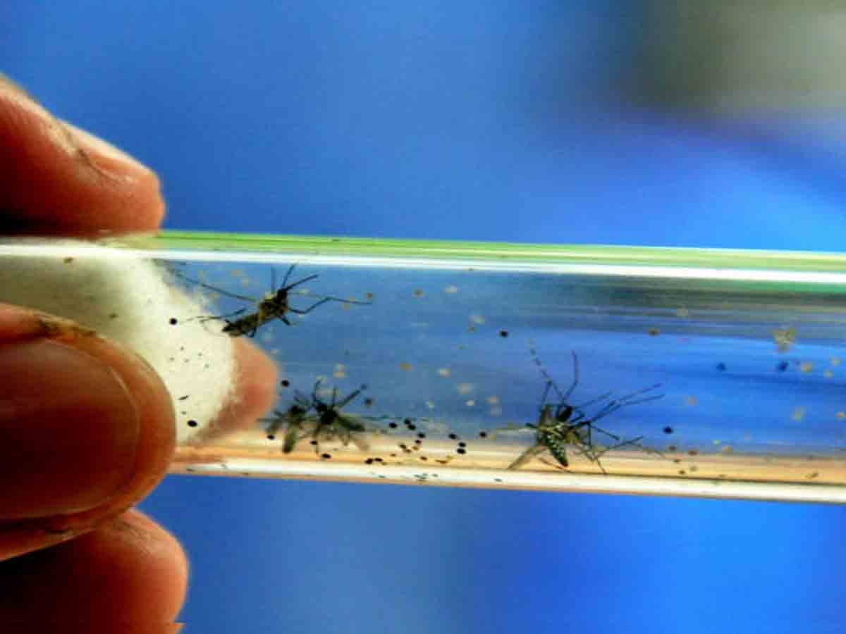 కేరళలో విజృంభిస్తున్న జికా వైరస్‌