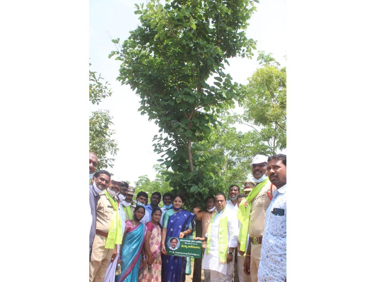 నాడు మొక్క.. నేడు చెట్టు