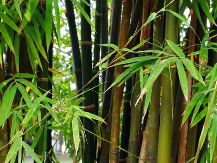 వెదురు చెట్ల పెంప‌కంతో లాభాలే లాభాలు