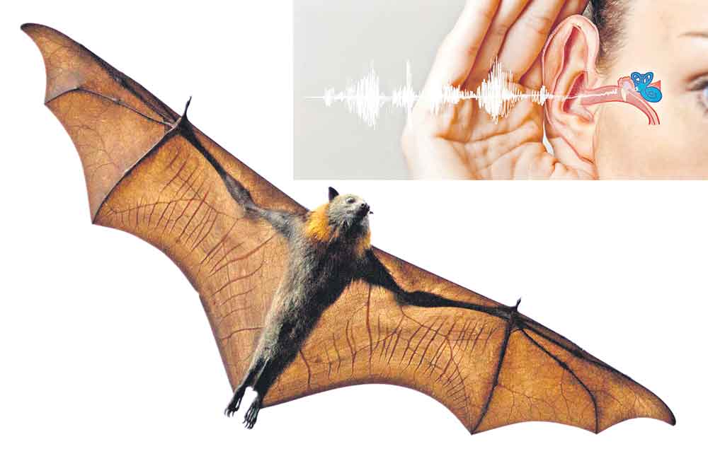 వినికిడికి గబ్బిలం ట్రీట్మెంట్‌!