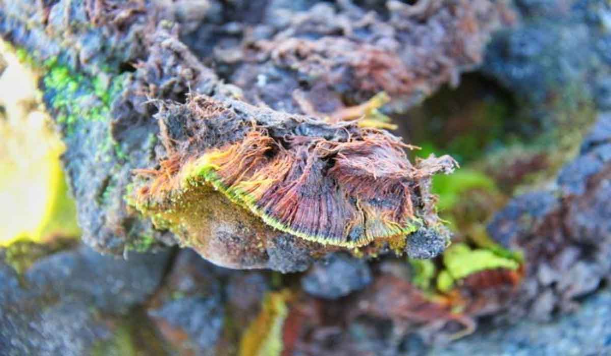 అంటార్కిటికాలో కొత్త వృక్ష‌జాతిని క‌నుగొన్న భార‌త శాస్త్ర‌వేత్త‌లు