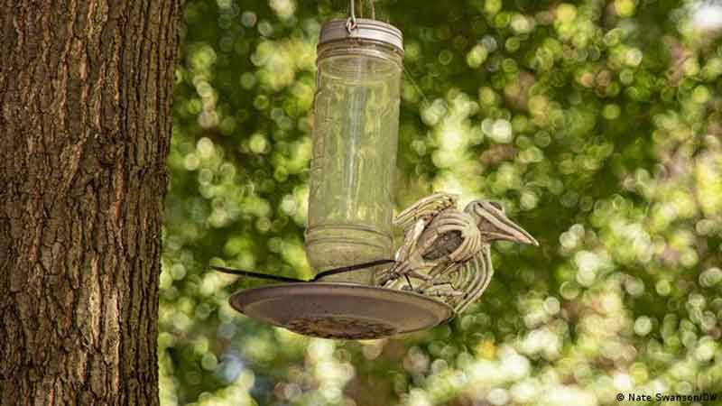 పక్షుల్లో వింత వ్యాధి