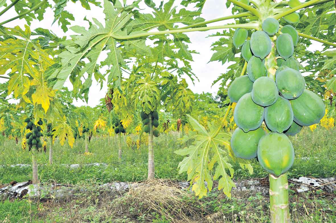 పంట మారిస్తే.. బతుకూ మారింది!