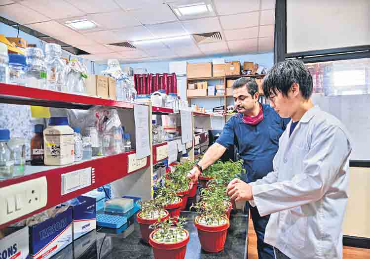 నానో డీఏపీతో చేనుకు చేవ