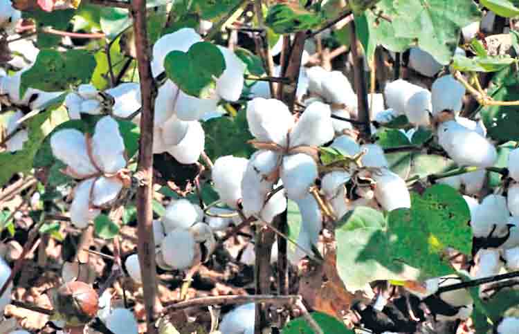 ఒక్కసారే తెంపుడు