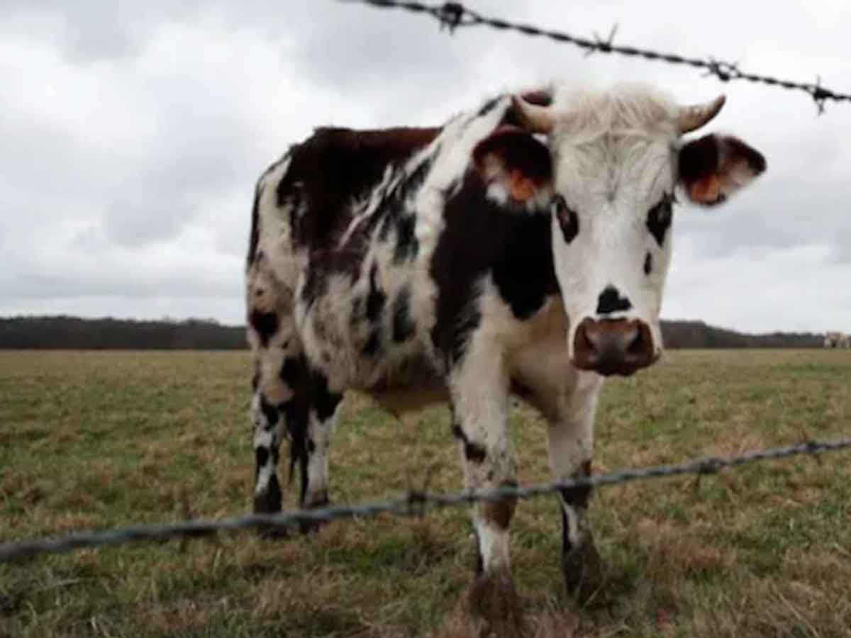 లాక్టోజ్ రహిత పాల కోసం ఆవును రూపొందించిన రష్యన్ పరిశోధకులు…