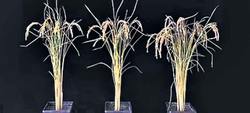 పంట దిగుబడికి జంతు సాయం