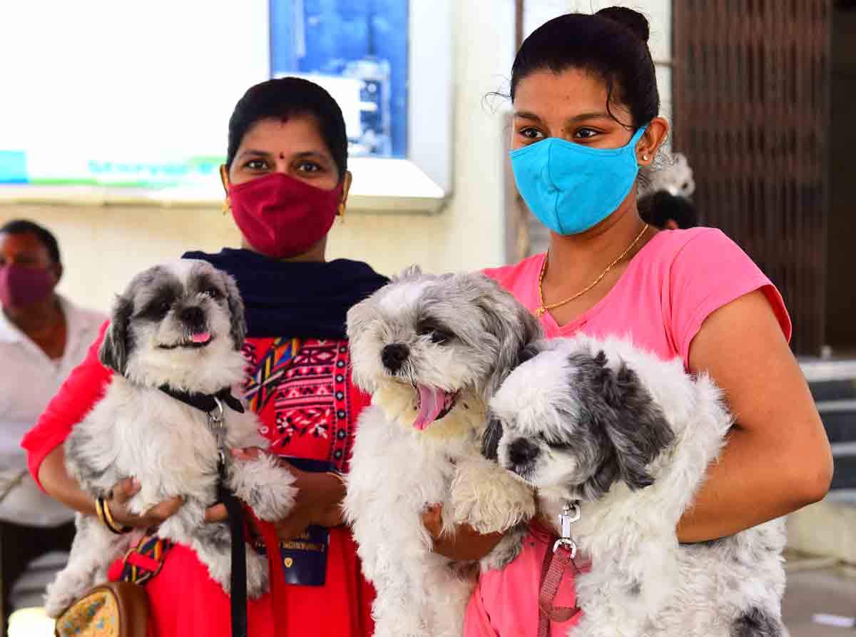 పెంపుడు శున‌కాల‌కు వ్యాక్సిన్‌