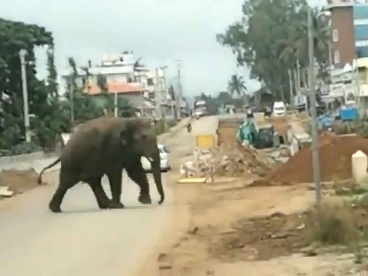 రోడ్డును అడ్డగించిన ఏనుగు… అంబులెన్స్‌లో ప్రసవించిన మహిళ