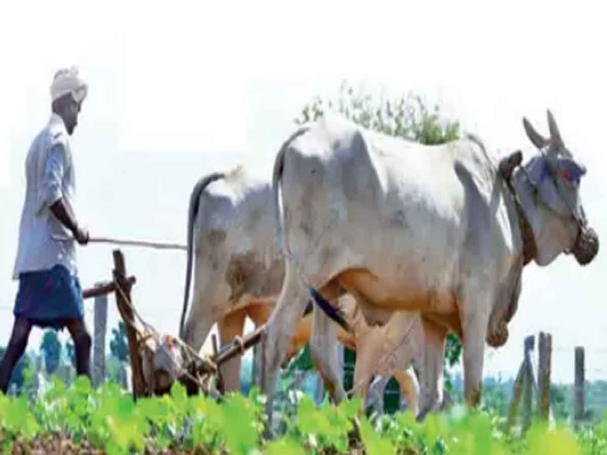 తెలంగాణాలో రైతుల ఆత్మహత్యలు తగ్గాయి: కేంద్రం