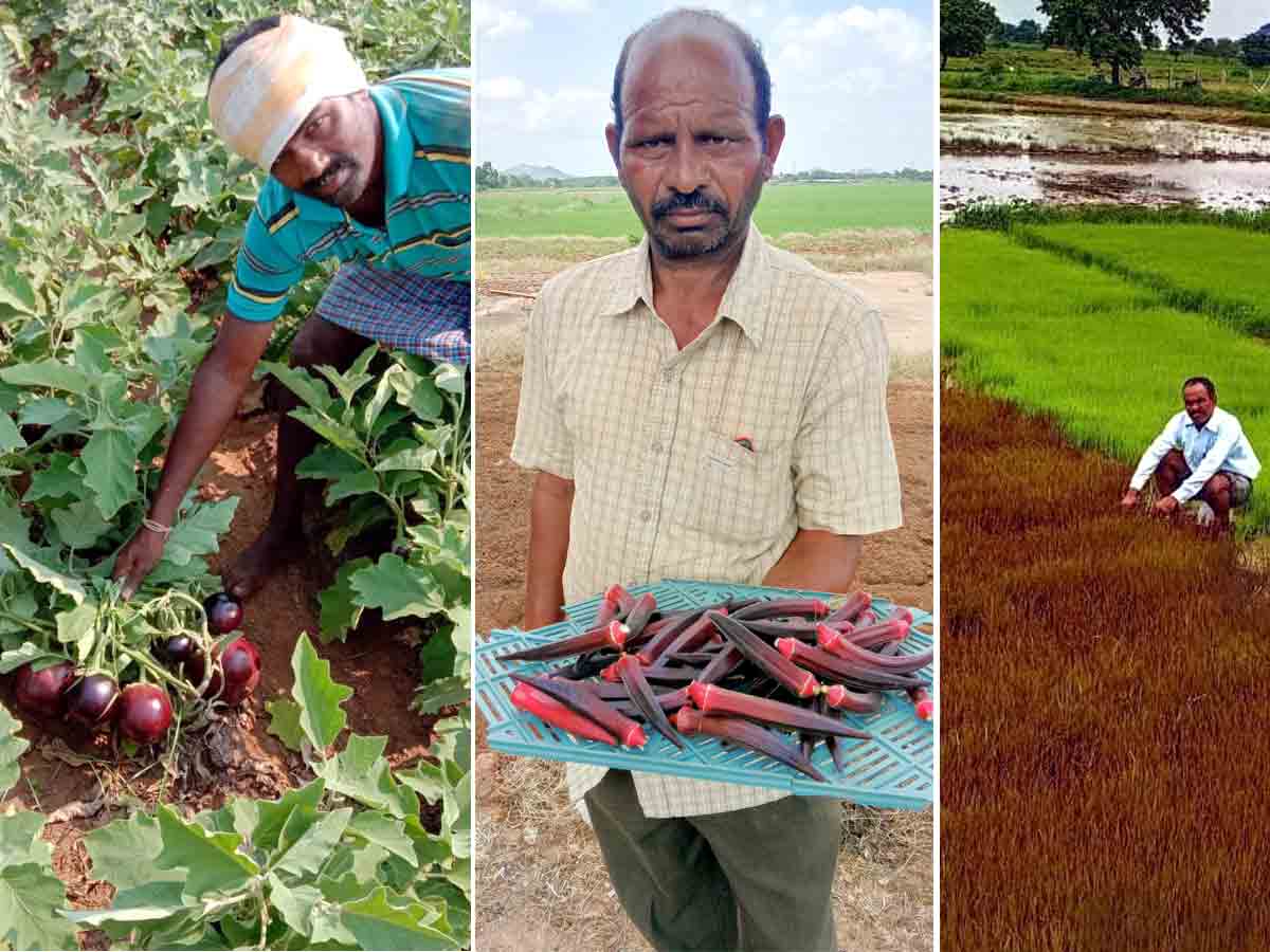 ఎర్రటి బెండకాయలు.. నల్లటి బియ్యం.. వెరైటీ పంటలు పండిస్తున్న రైతన్నలు