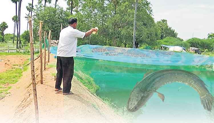 మత్స్య సిరులు